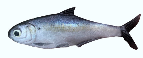 TEXAS SHAD 6" LINE THRU