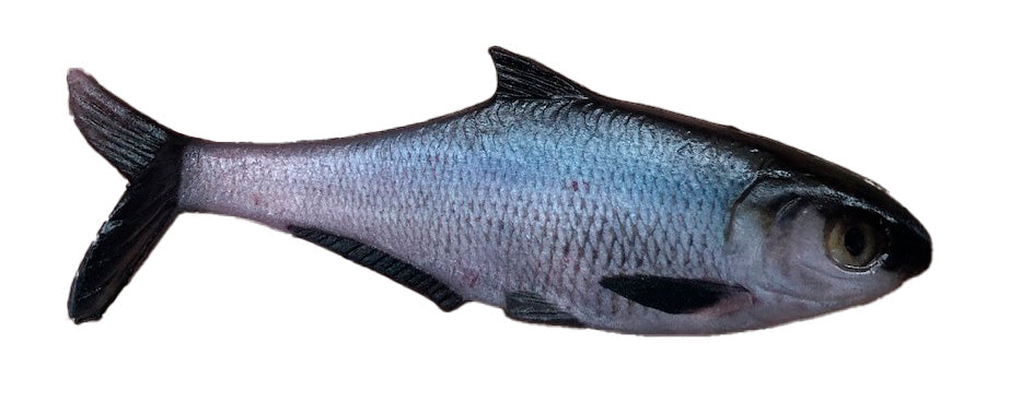 TEXAS SHAD 6" LINE THRU