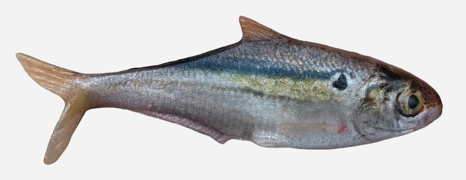 Texas Shad Line Thru by Texas Swimbaitz - Soft Swimbaits on