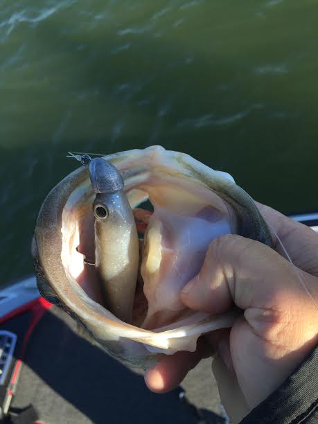 True Bass Swimbaits – True Bass Fishing